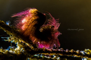 Phycocaris simulans

Hairy Shrimp - Backlit by Wayne Jones 